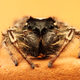 Image for article titled 75 Close-Ups Of Bugs